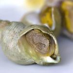 Langoustines – Cuisson