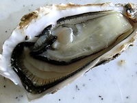 Ouvrir les huitres facilement, sans se mutiler la main