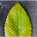 Lesafre : Levure, fabrication de levure et panification