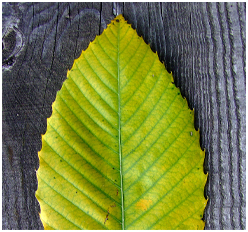 Kalys : additif végétal