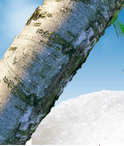 Xylitol : Sucre de bouleau, un édulcorant naturel